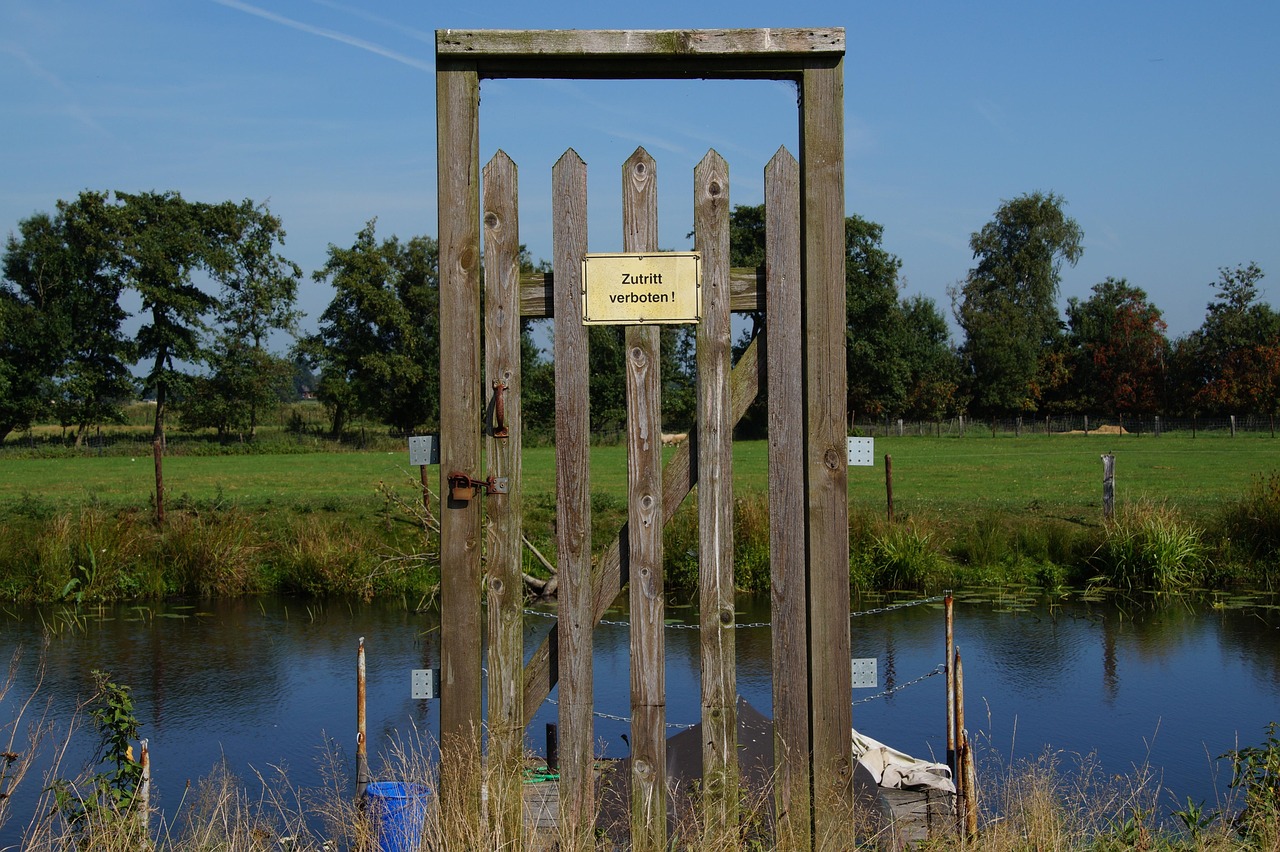 罗汉松价格分析,市场走势与影响因素探讨