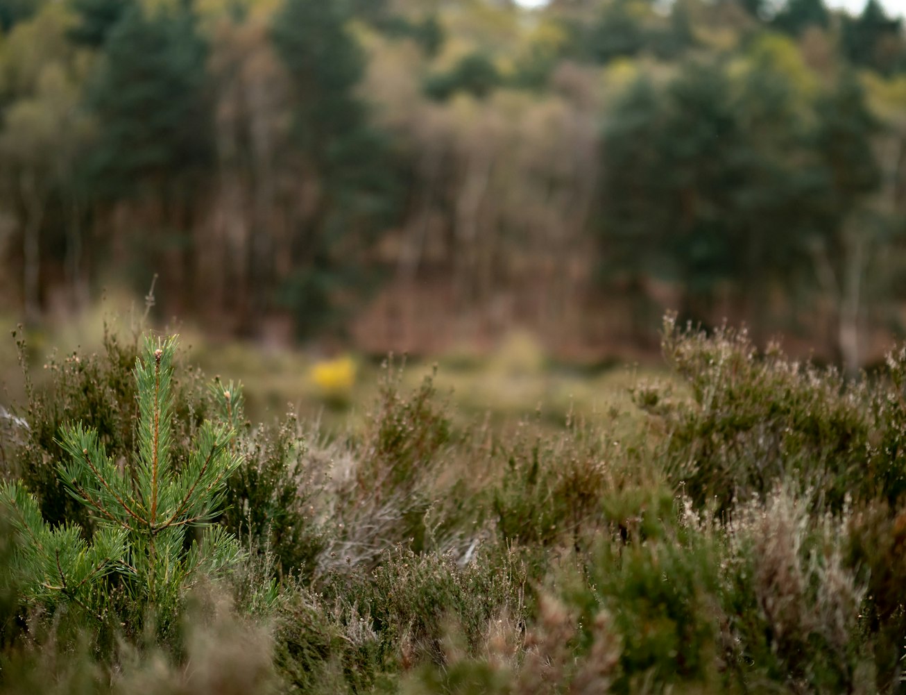 微观世界中的生命力量,小草电影探索之旅