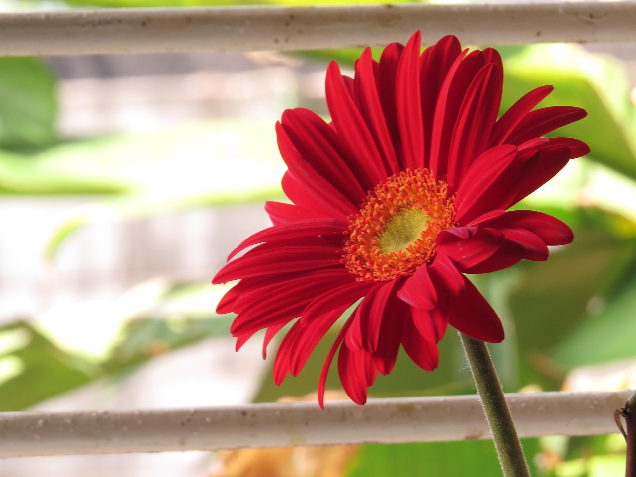 袁姗姗最新动态,开启娱乐圈新篇章的璀璨之星