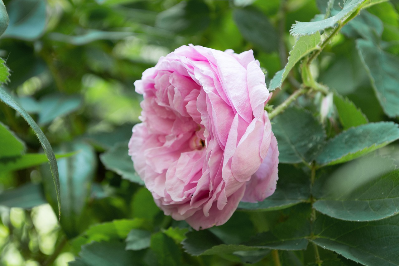 电视剧石榴花开,故事、角色与深刻意义解析