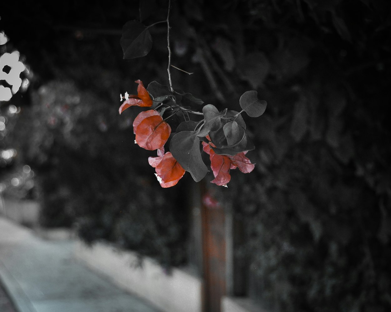 白雅与顾凌擎,未知情感旅程的最新篇章探索