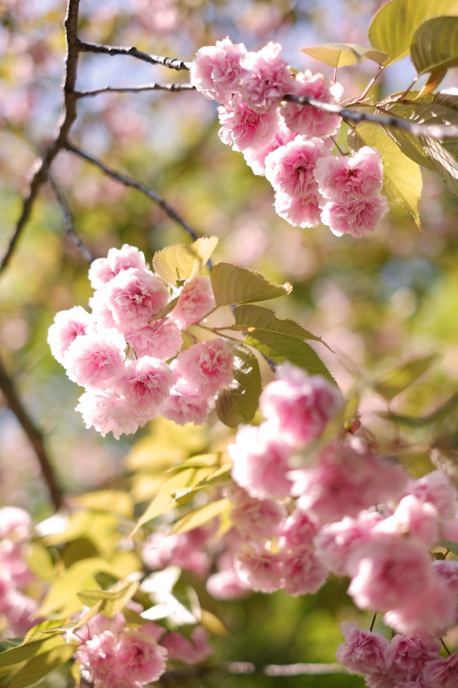 中日关系深度观察,最新动态与趋势分析(2017年)