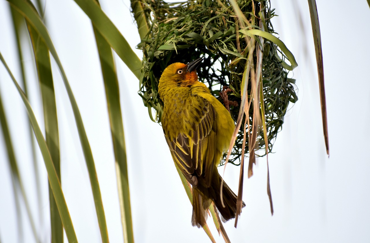 夏日梧桐雨 第2页