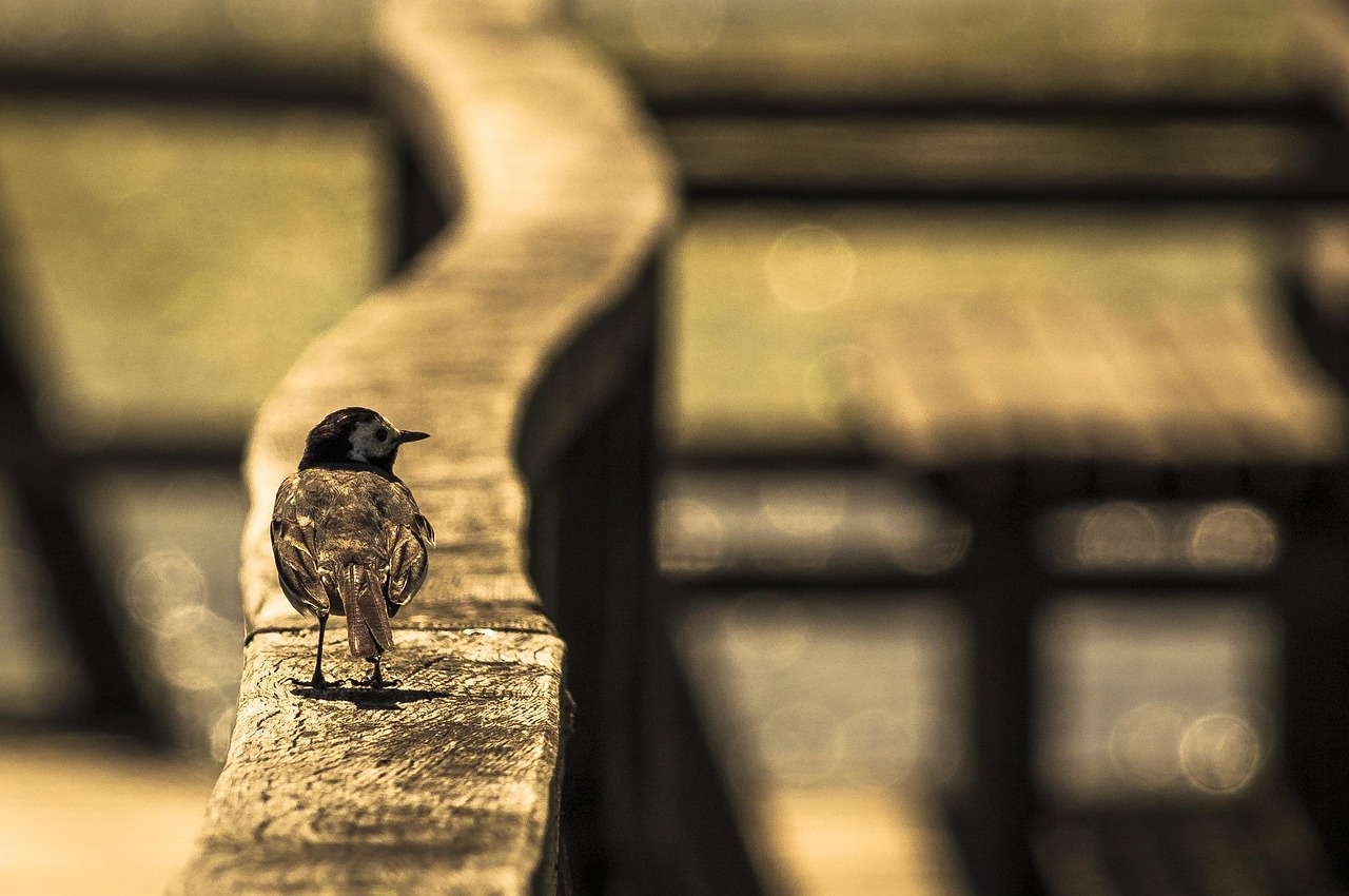 毛里湖国家湿地公园最新动态揭秘