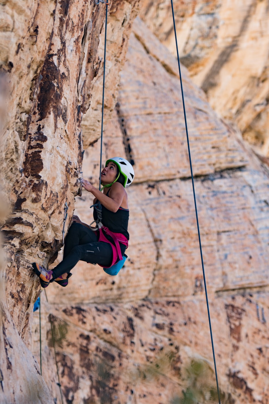 最新啄木鸟动态,探索新世界与保护挑战