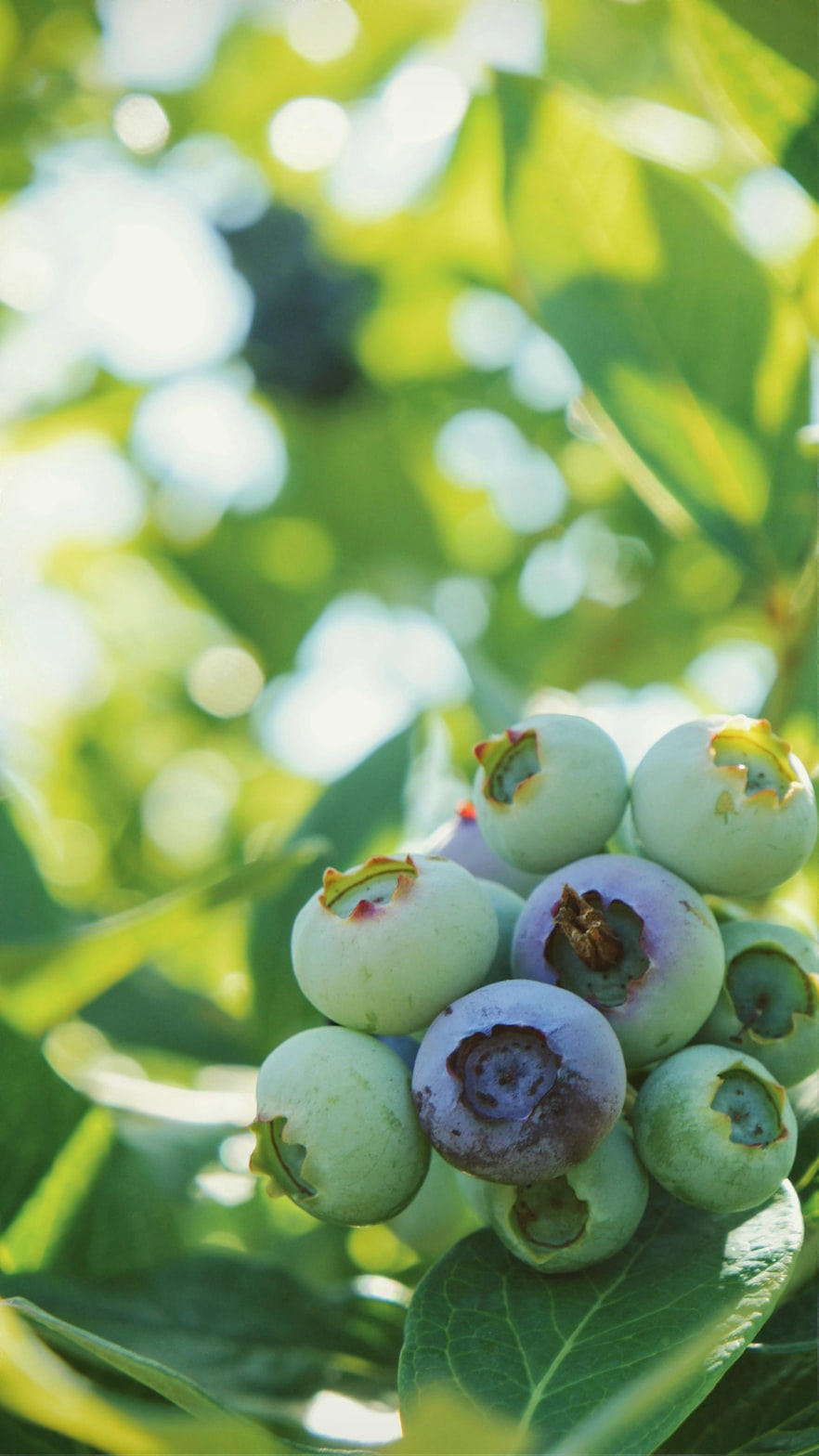 革新传统农业,新型棉花采摘设备推动产业进步