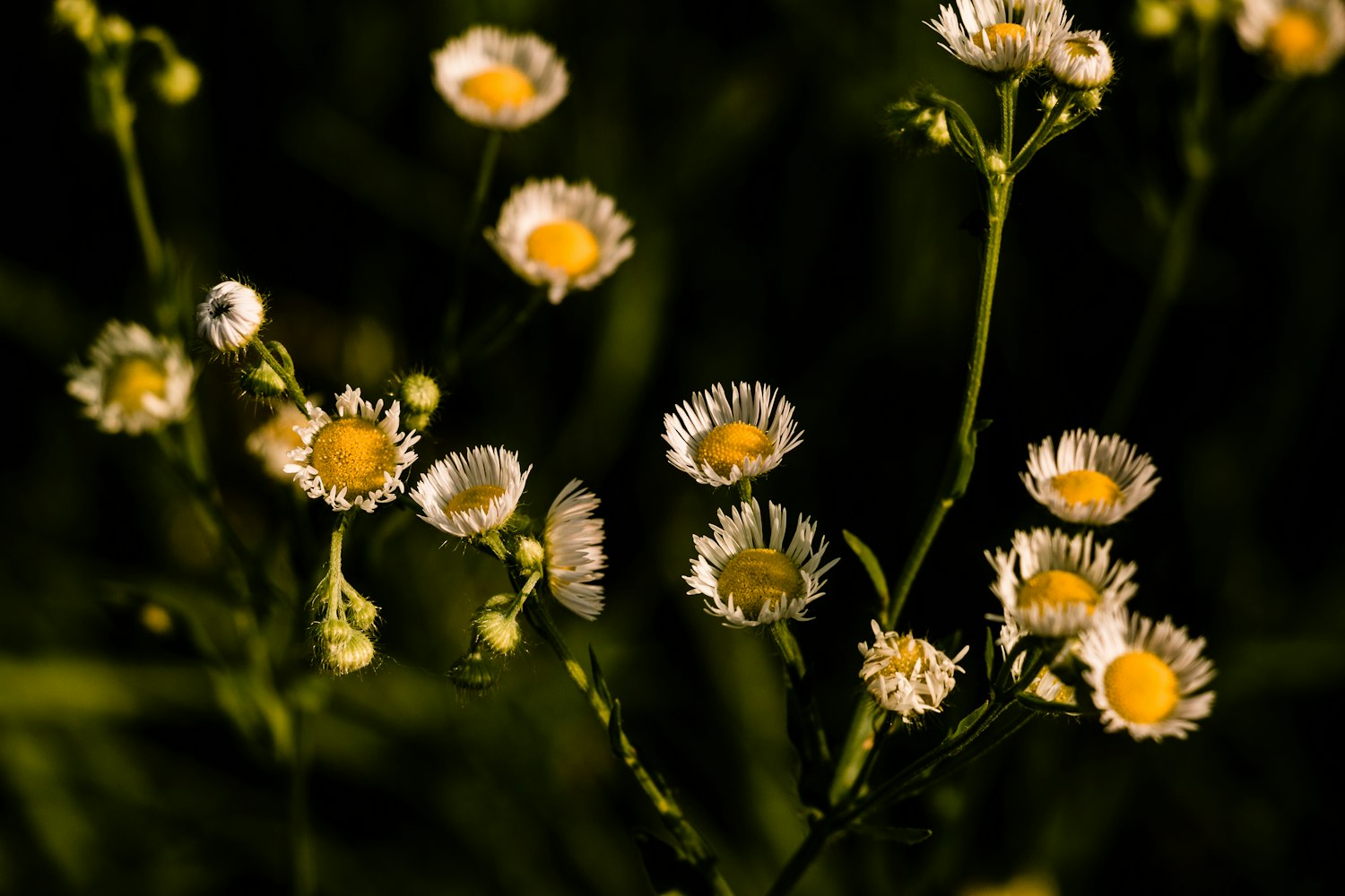 牵牛的夏天,免费观看电视剧,情感牵绊与成长故事一夏上演