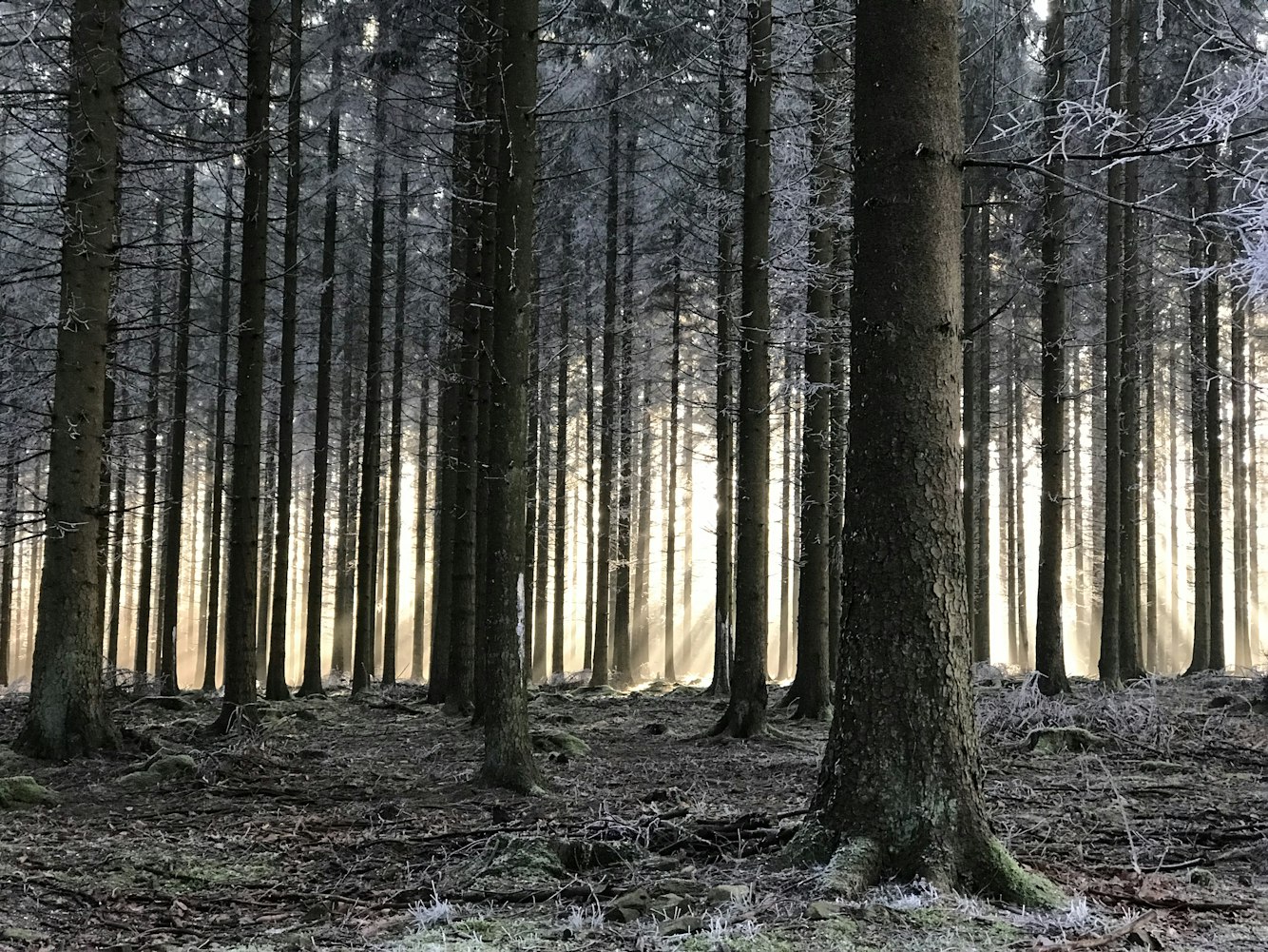 小森林演员表,探寻自然与人性的魅力之旅