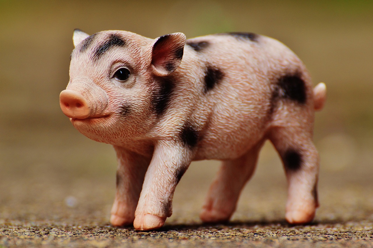 最新生猪价格及动态分析概览