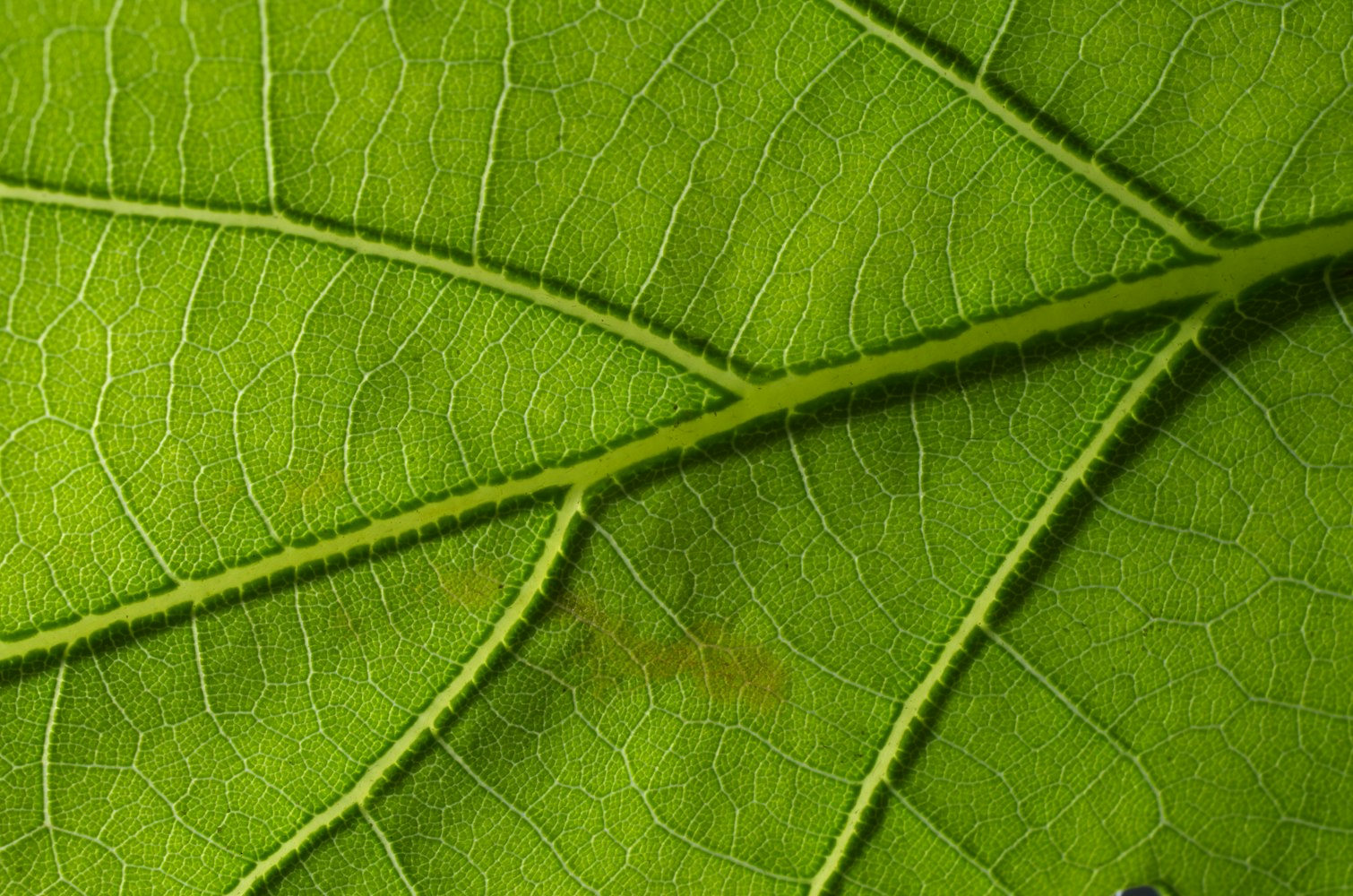 绿色创新材料，最新碧纸改变世界面貌