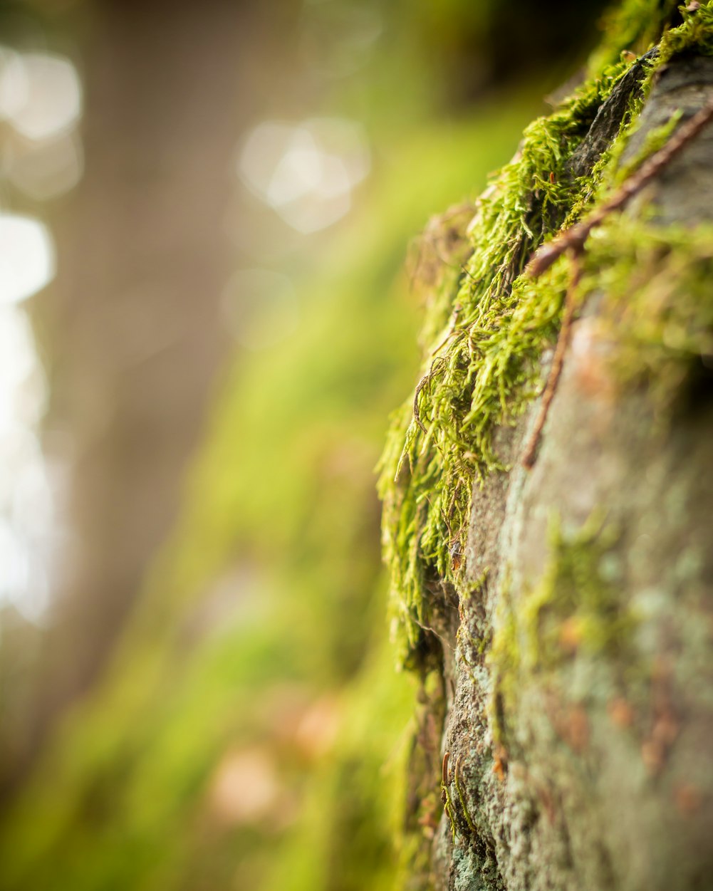 绿色创新材料,最新碧纸改变世界面貌