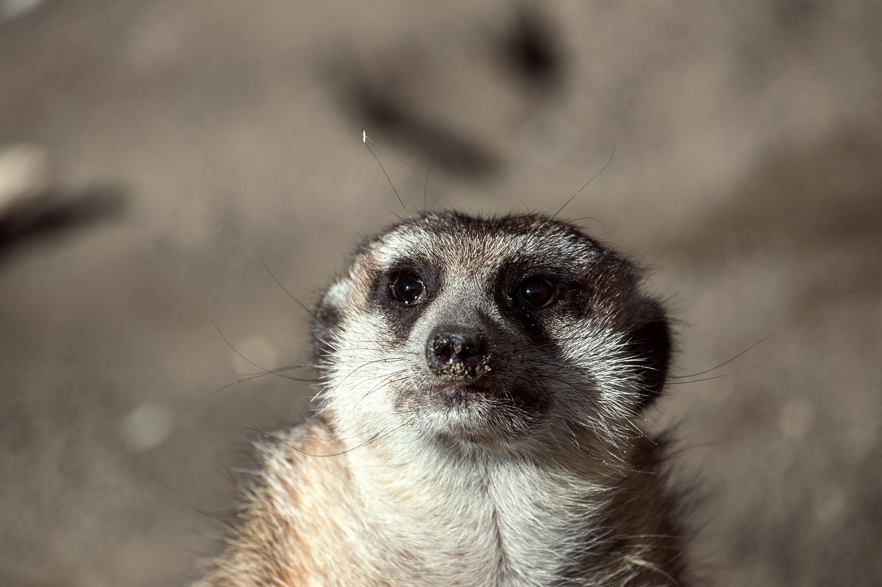 探索猫咪世界，AVMAOMIA最新官网的魅力之旅