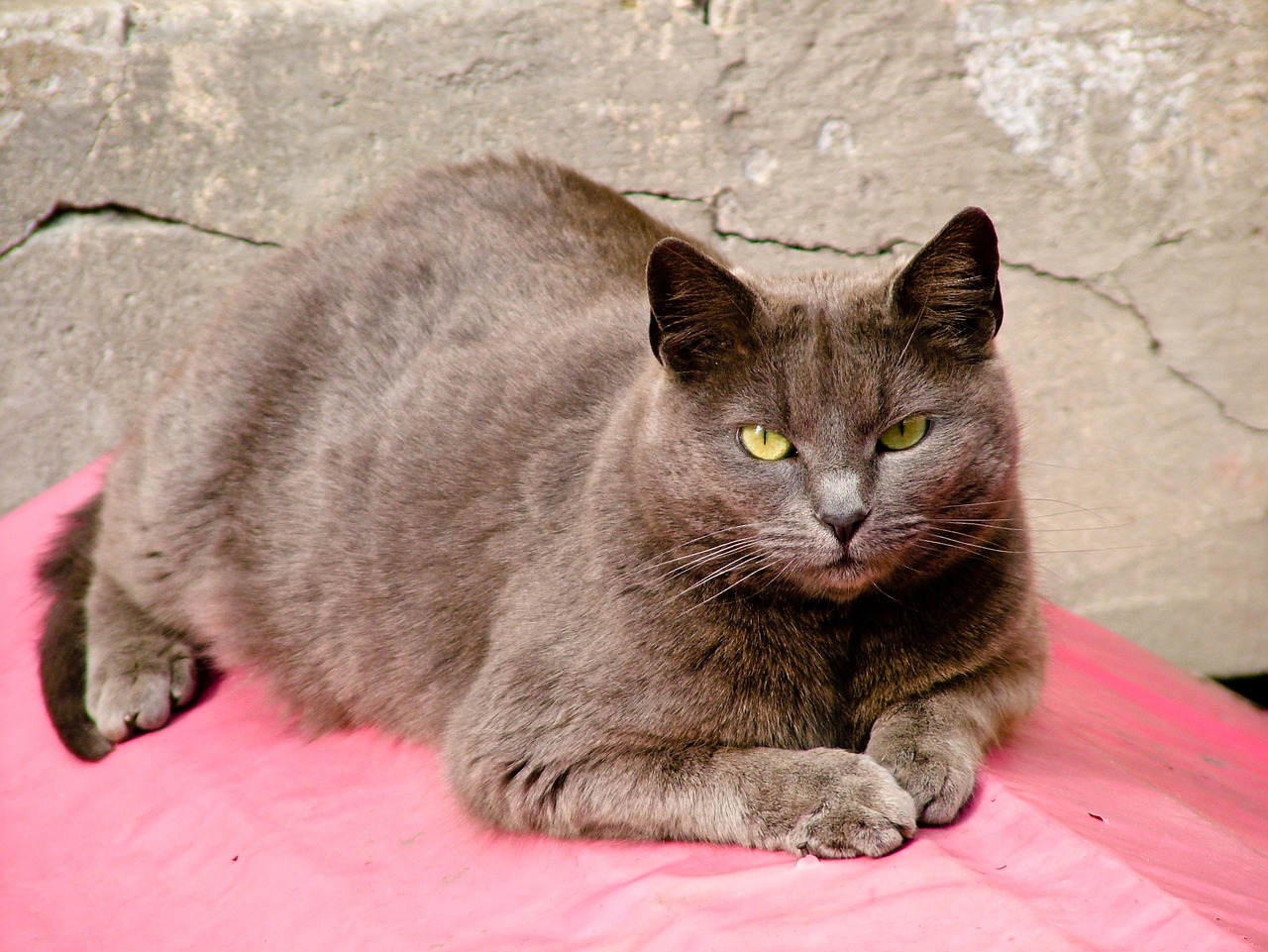 长得像明星的狗，特殊魅力与现象深度探讨