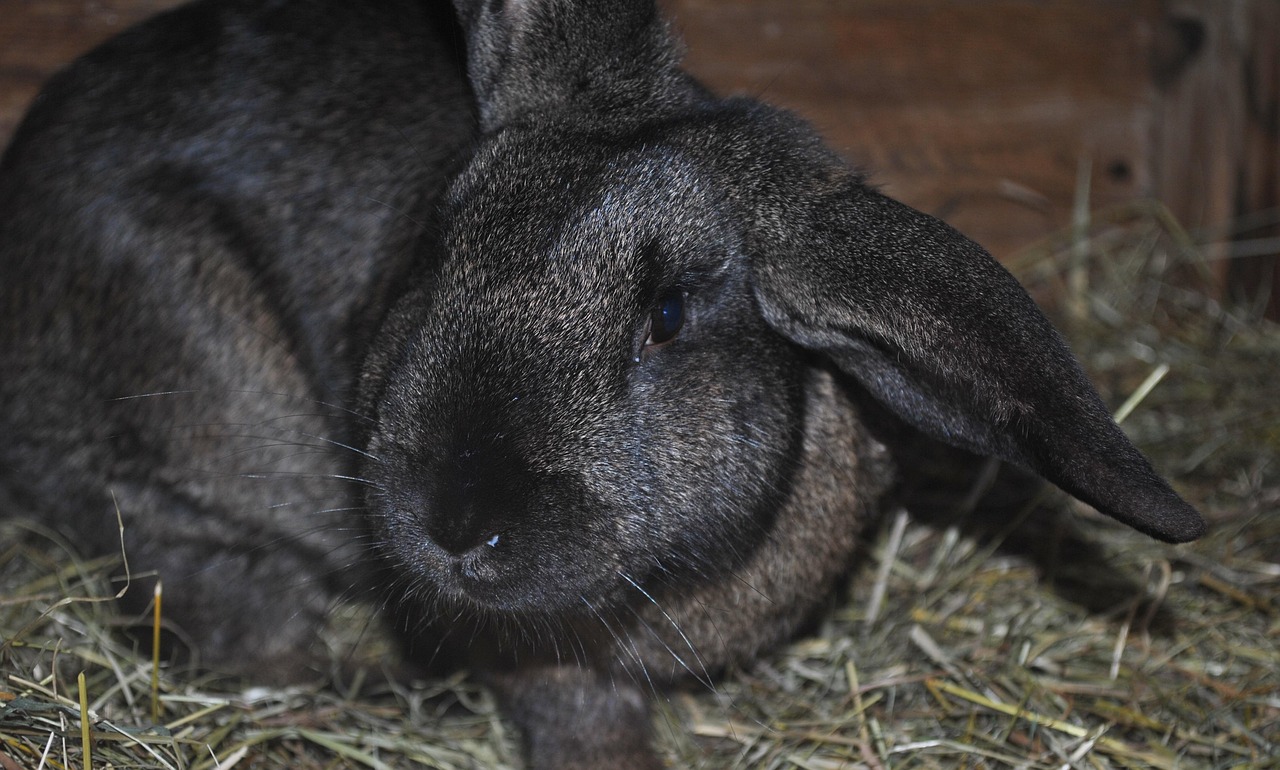 云峰最新狗兔追逐动态,速度与智慧的激烈对决!