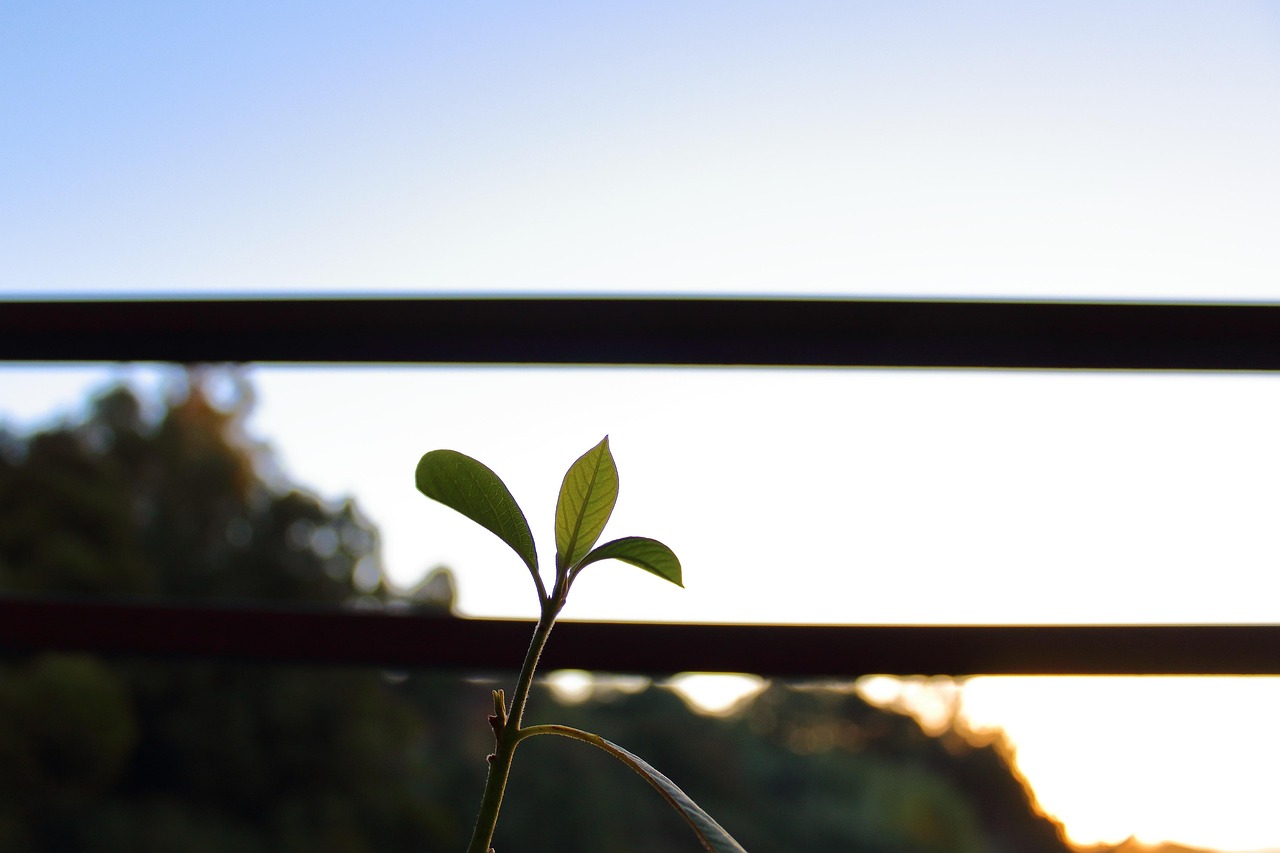 最新园艺技术，重塑绿色生活的艺术之美