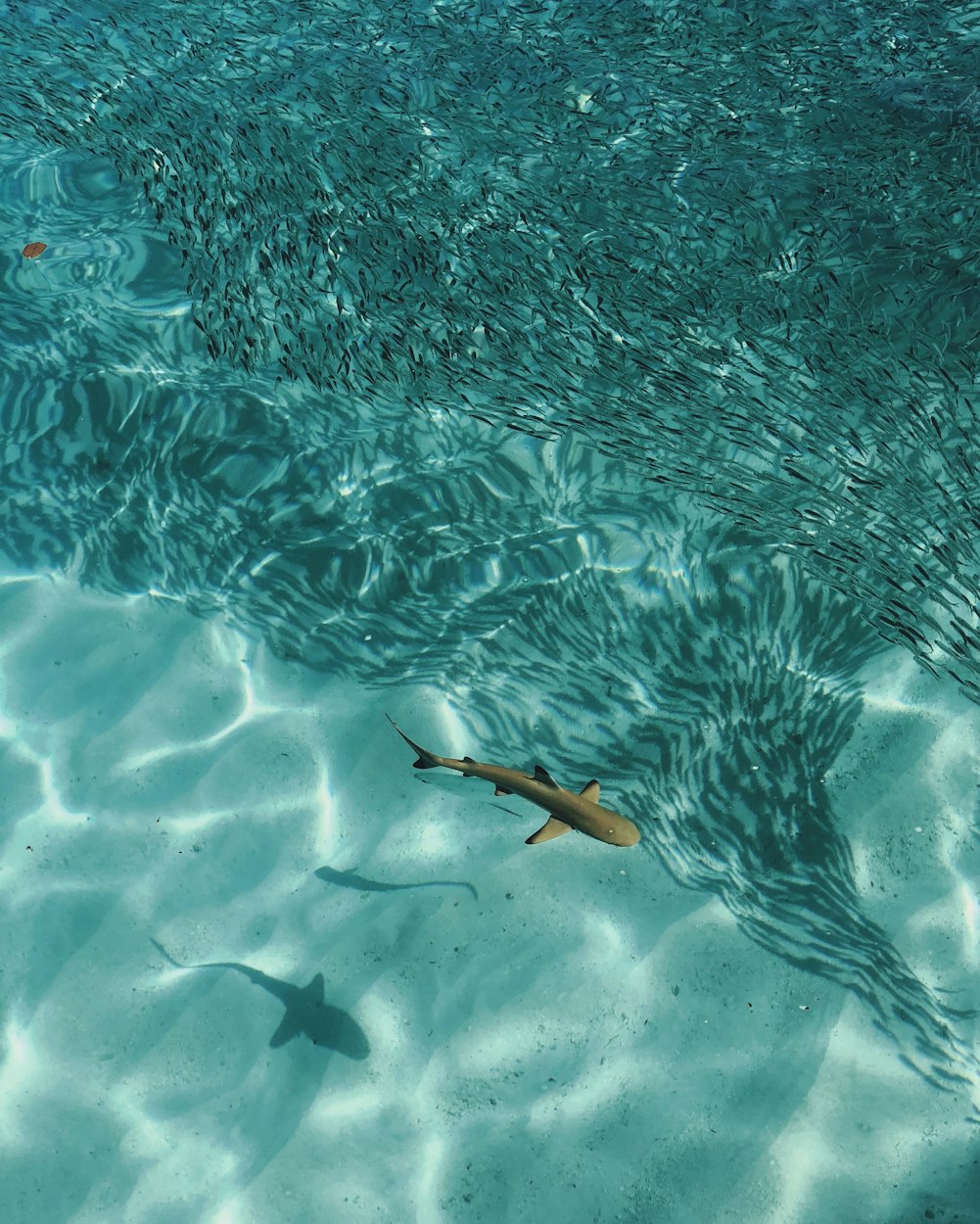 最新手机捕鱼游戏，海洋捕鱼乐趣尽在掌握中