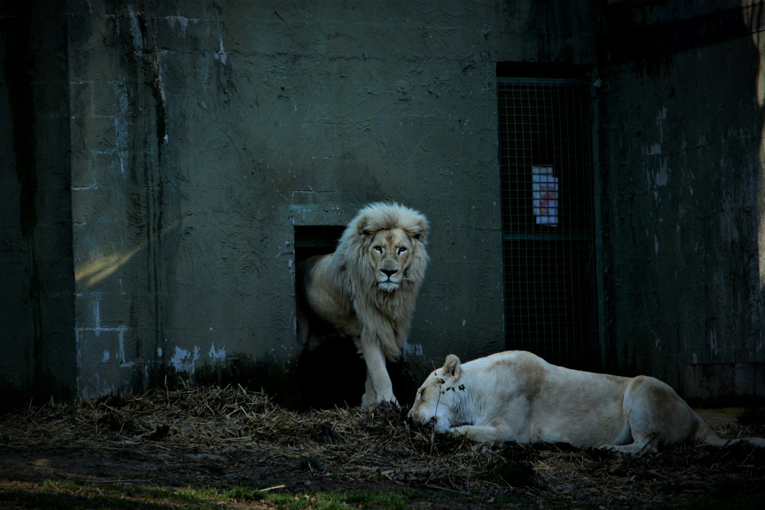 女人与狗，情感与忠诚的交织电影之旅