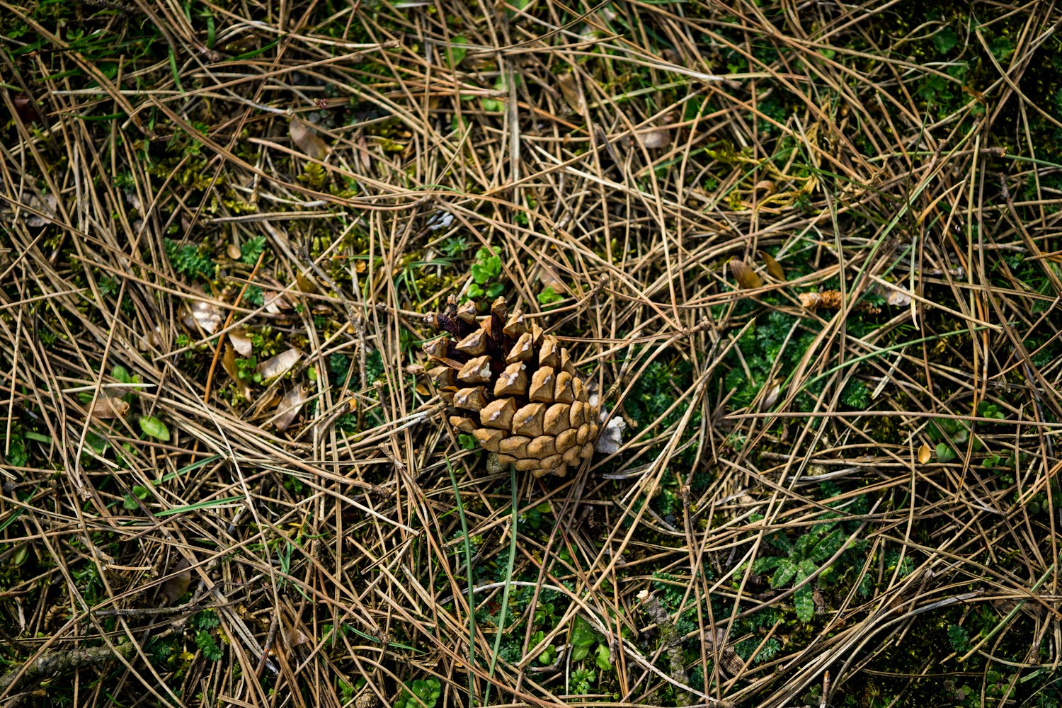 探索蛇类魅力的转变，蛇吻新动态揭秘