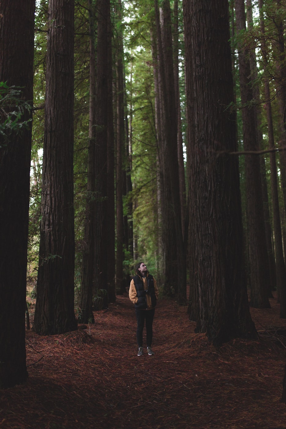 落花电影网，影视艺术的魅力探索之旅