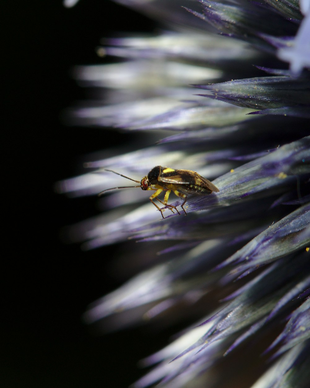 全球疫情最新动态，防控进展与挑战的全方位透视