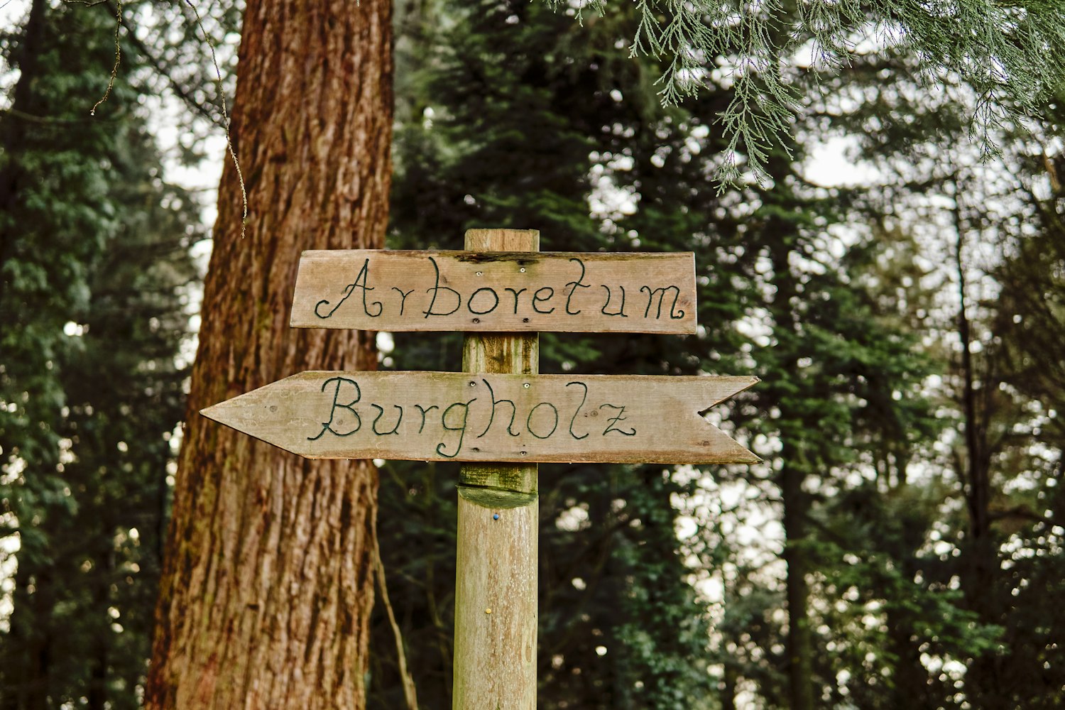 小龙柏苗最新报价及市场趋势与种植前景分析