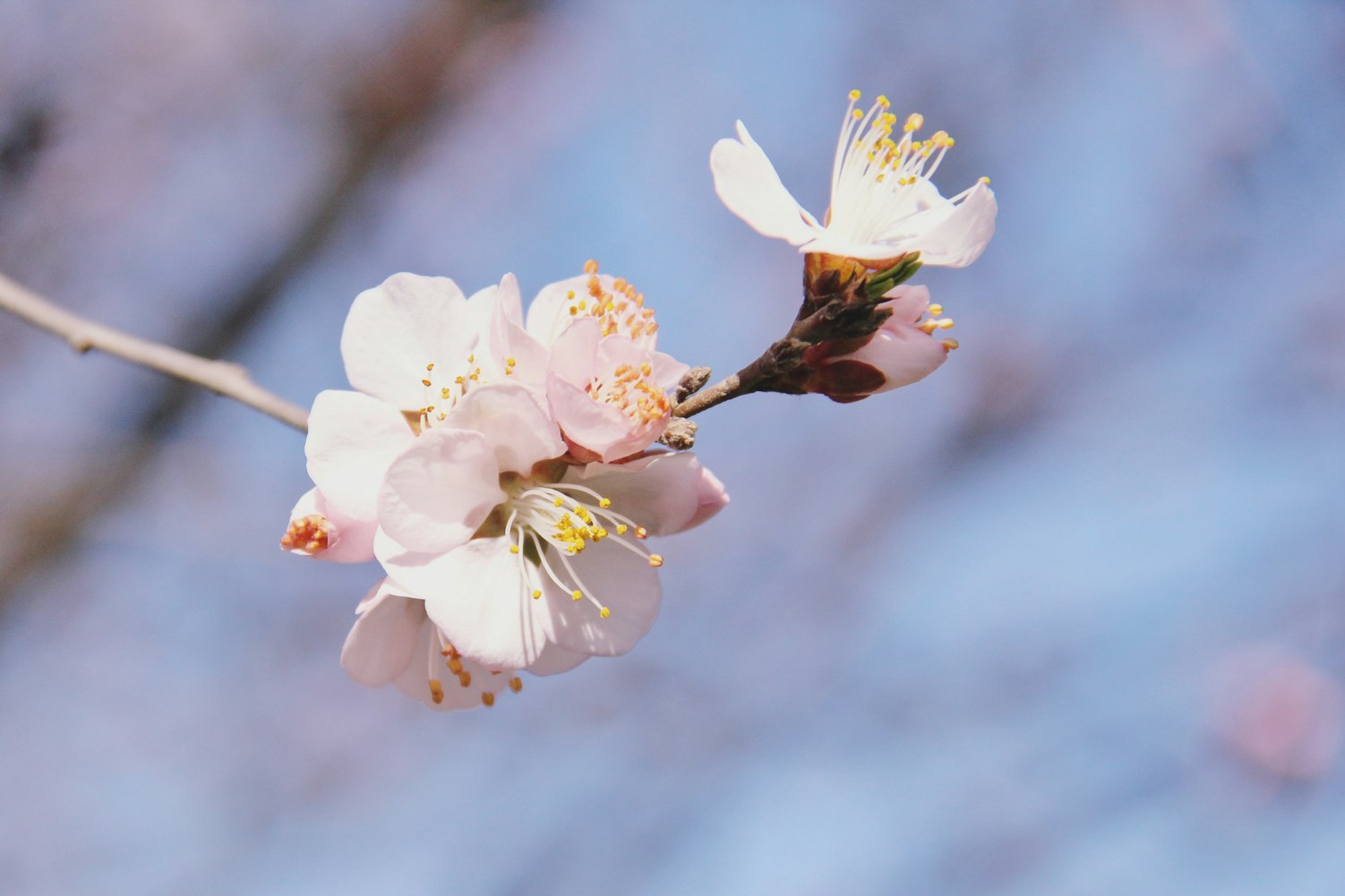 最新鸽界动态揭秘，探索鸽坛新动态与奥秘的趣味之旅