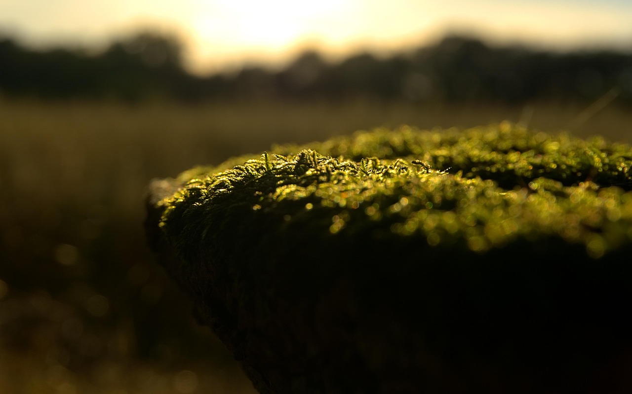 关于台风最新动态的综合报告,最新关于五号台风的动态更新