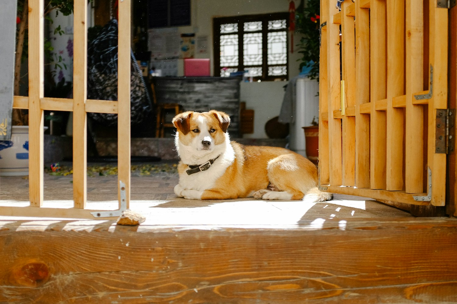 泰迪熊电影完整版，揭示现代都市生活的压力与幽默应对之道