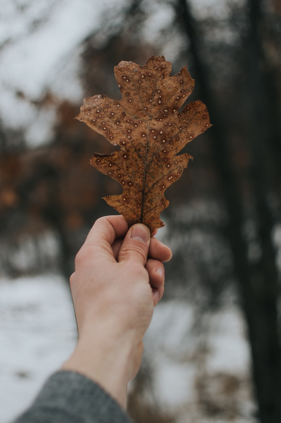 刺身资讯深度解读与最新动态探索