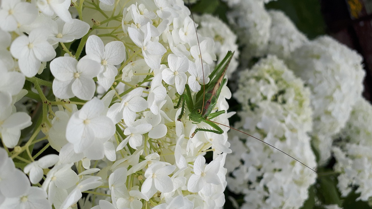 全球视野下的蝗虫最新动态与研究应对